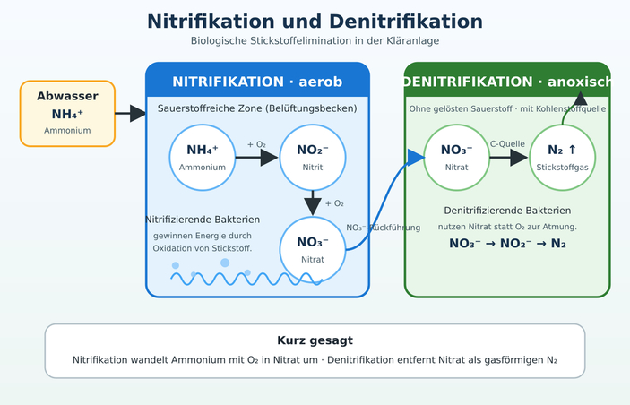 3 Biologische Stickstoffentfernung